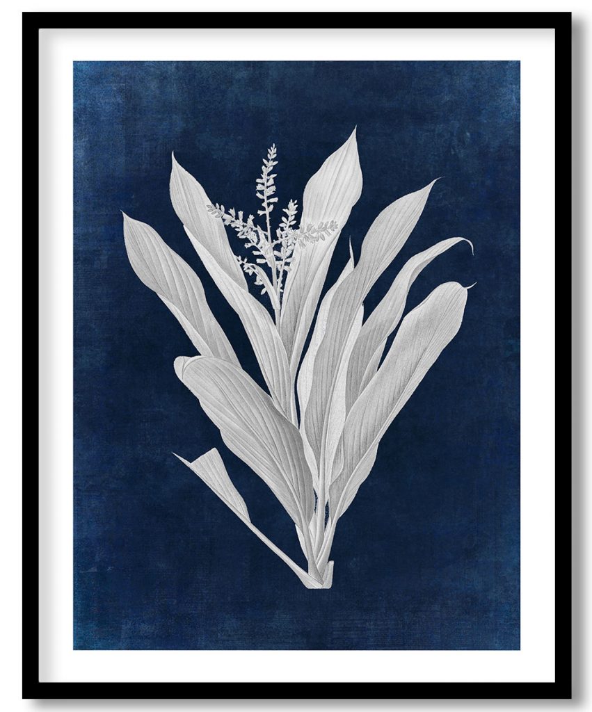 Cordyline fruticosa - Indigo Pressed
