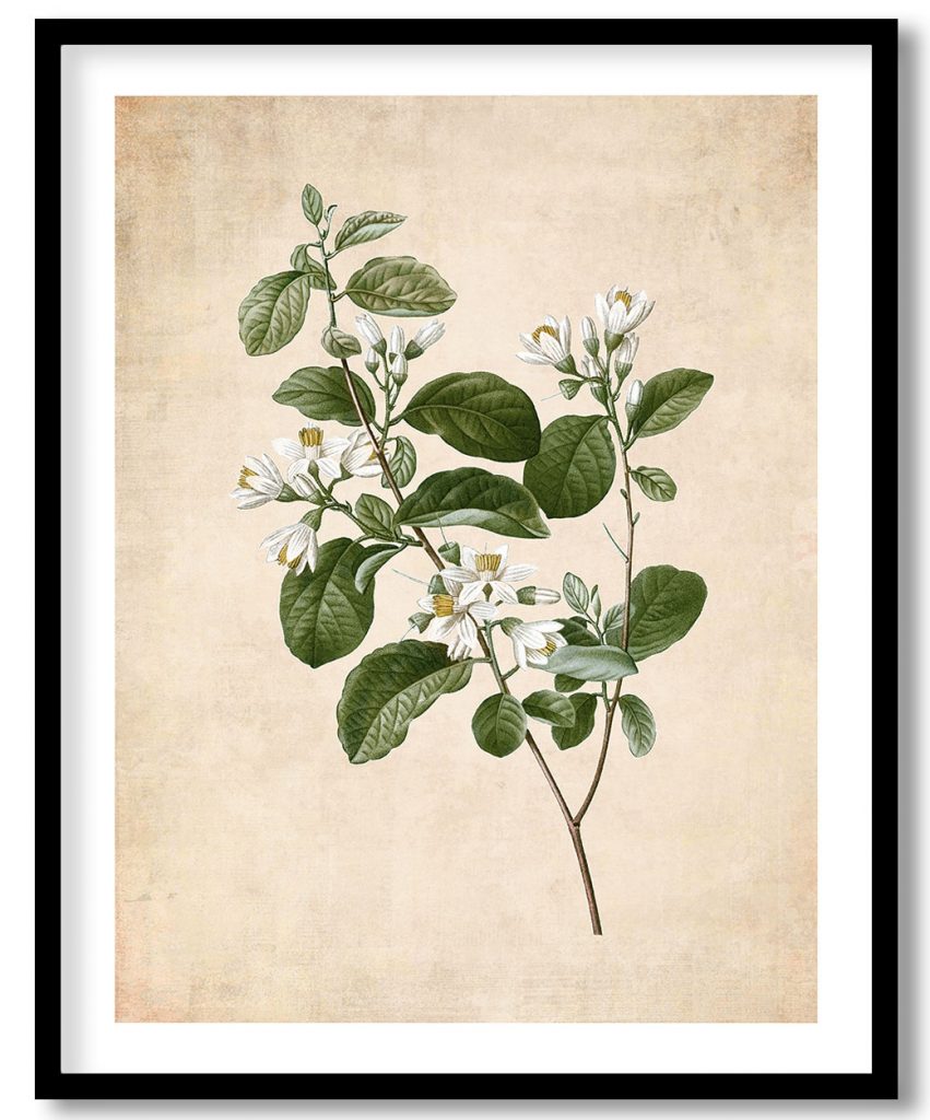 Snowdrop bush - Pressed Vintage Botanical