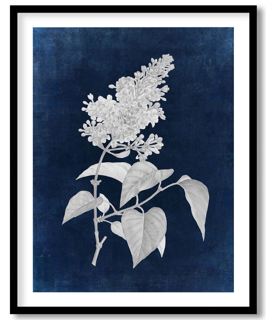 Comon lilac - Indigo Pressed