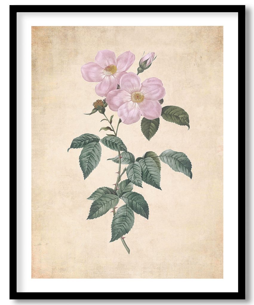 Single Tea-Scented Rose, Rosa indica fragrans flore simplici from Les Roses - Pressed Vintage Botanical