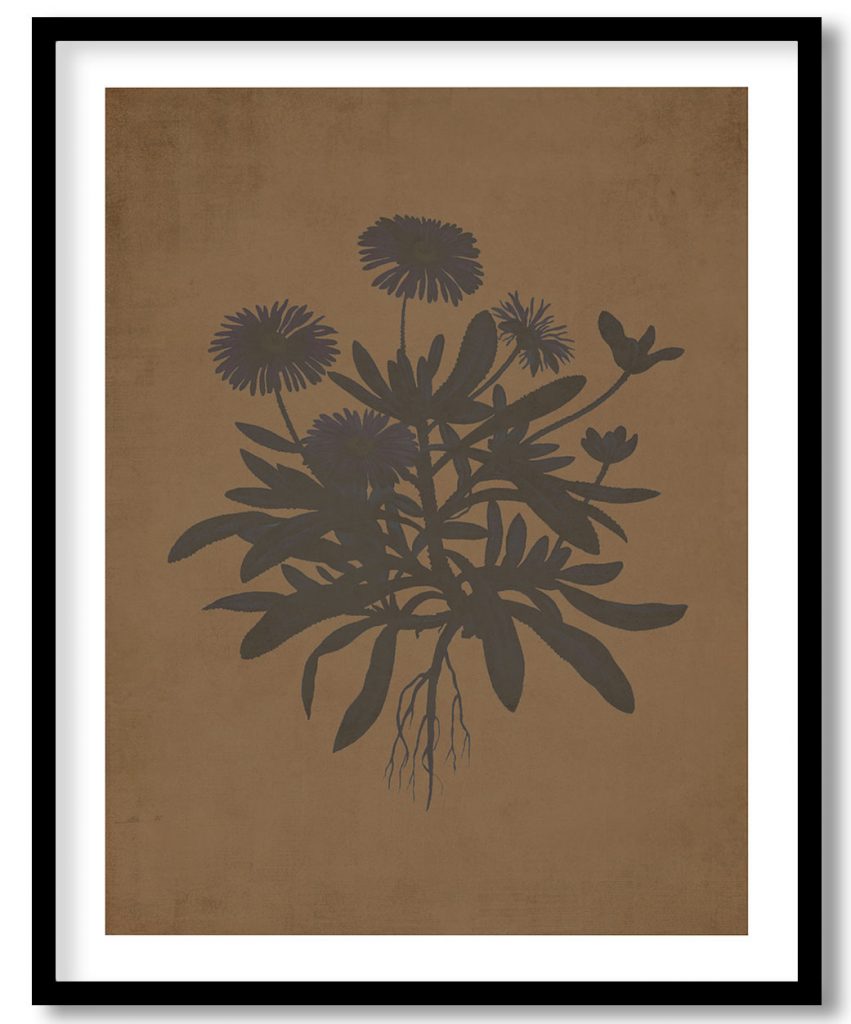 Mesembryanthemum Cuneifolium (Livingstone Daisy) - Walnut Pressed
