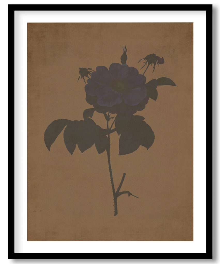 Marbled or speckled Provins rose - Walnut Pressed