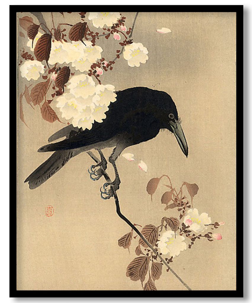 Crow on a Cherry Branch by Ohara Koson (1910)