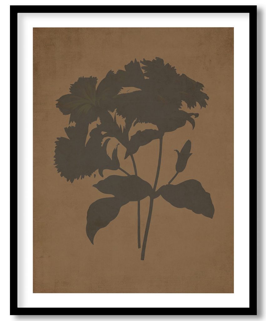 Lychnide a grandes fleurs - Walnut Pressed