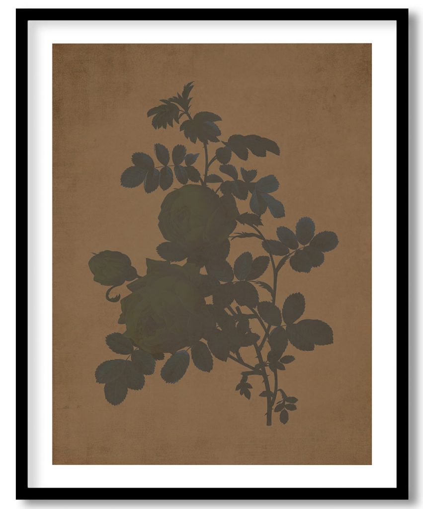Rosa hemisphaerica - Walnut Pressed