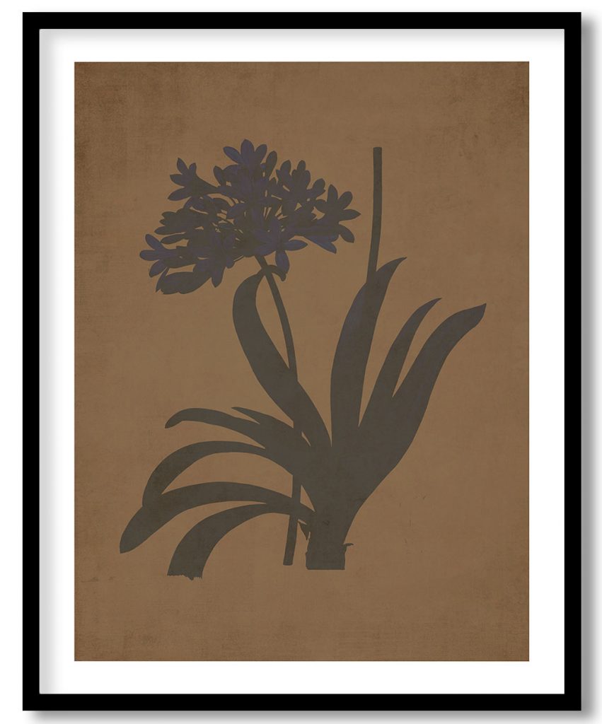 Lily of the Nile - Walnut Pressed