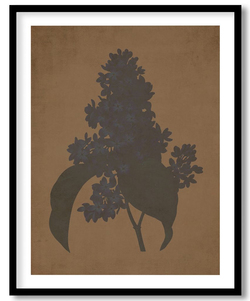 Lilac flower botanical - Walnut Pressed