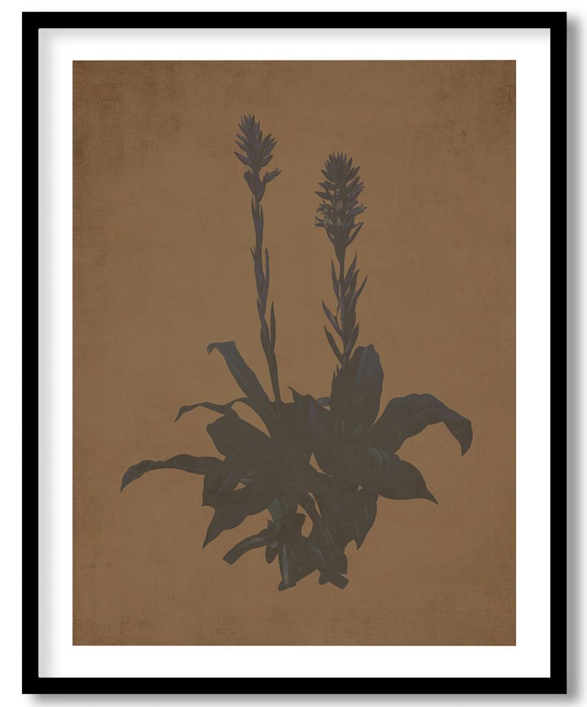 Latin American lady orchid - Walnut Pressed
