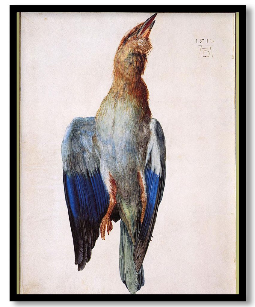 Dead Bluebird by Albrecht Durer (1512)