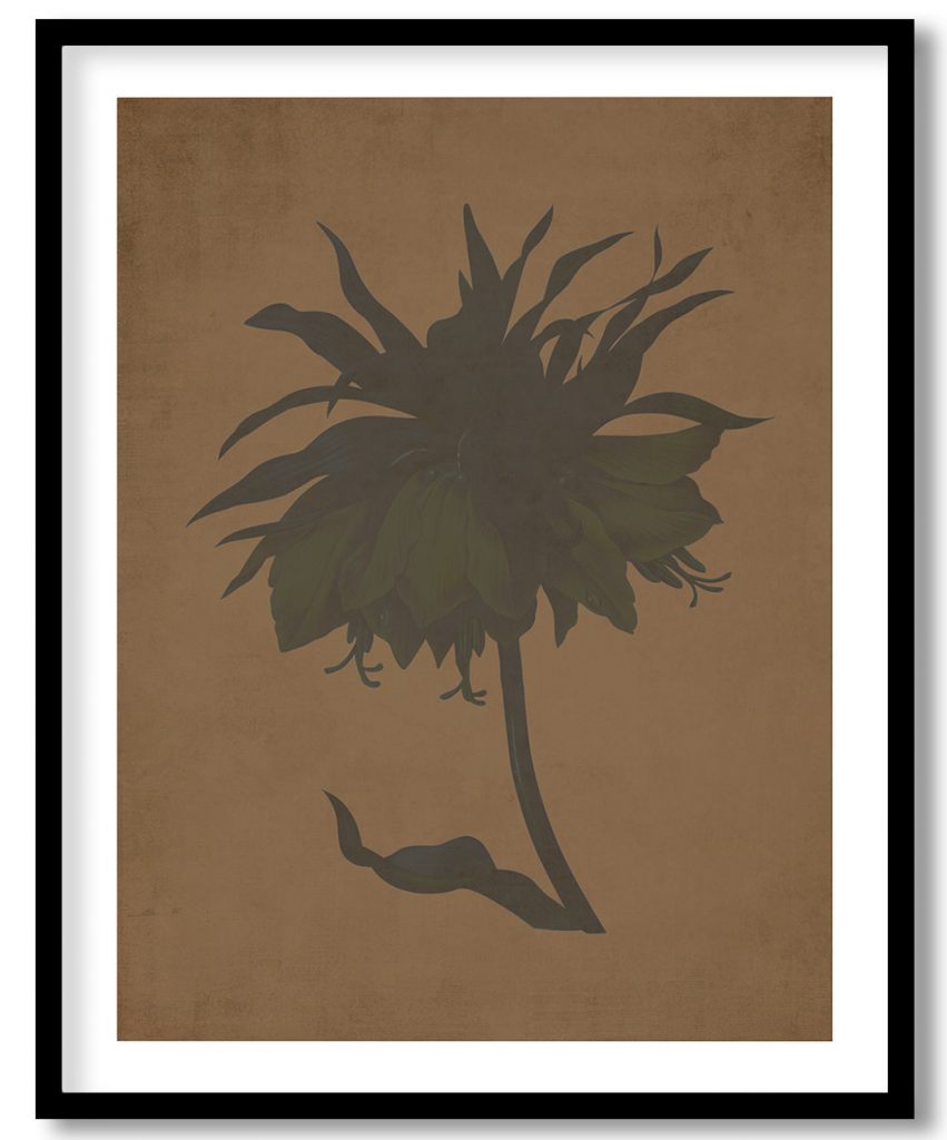Kaiser's crown flower botanical - Walnut Pressed