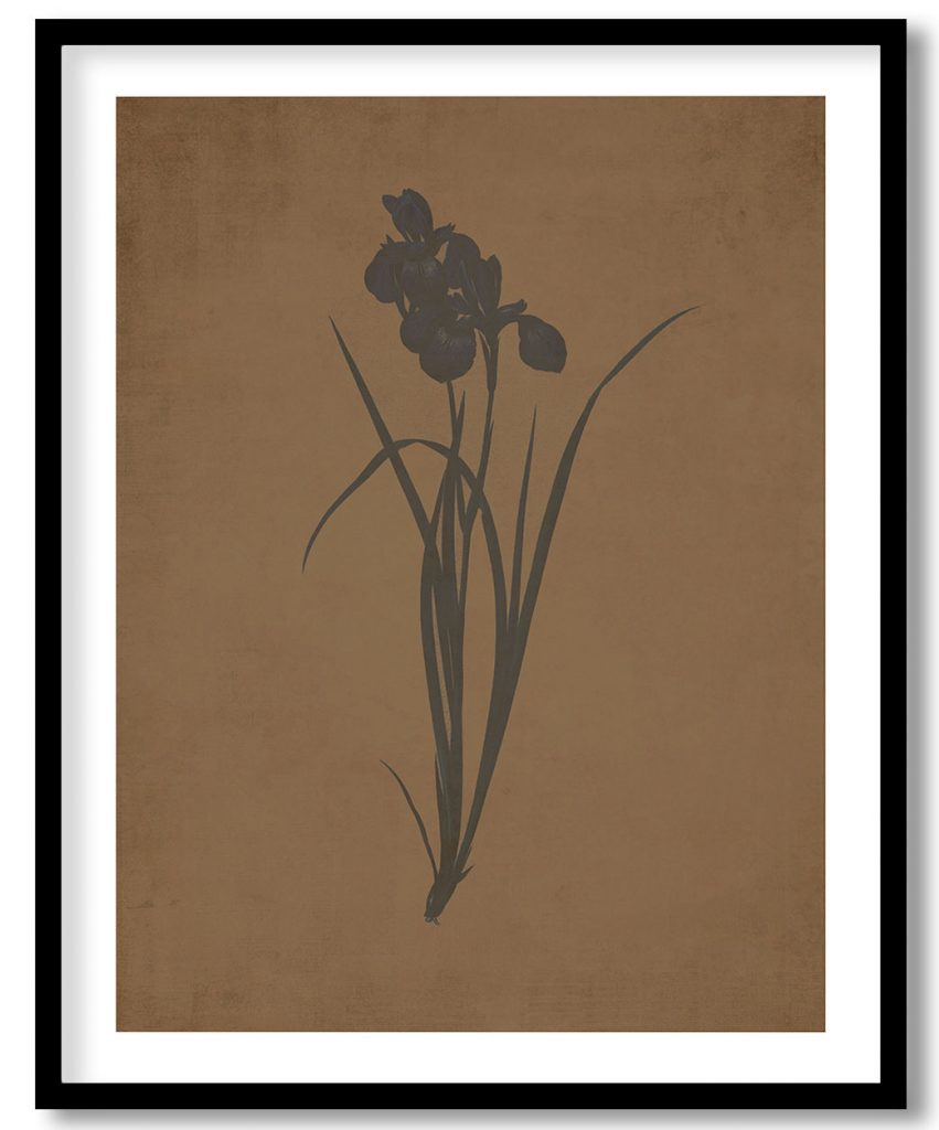 Iris pratensis - Walnut Pressed