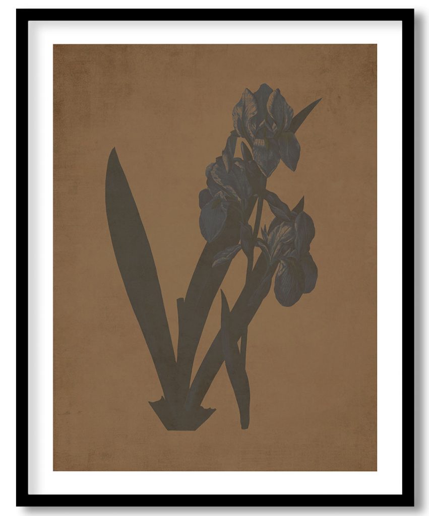 Iris florentina - Walnut Pressed