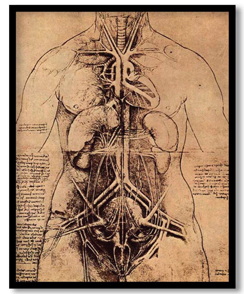 Drawing of a Woman's Torso by Leonardo da Vinci (1507)