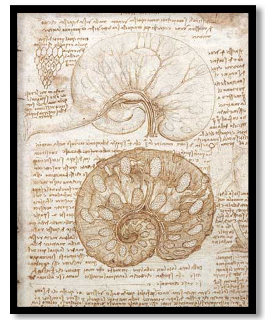 Drawing of the uterus of a pregnant cow by Leonardo da Vinci (1508)