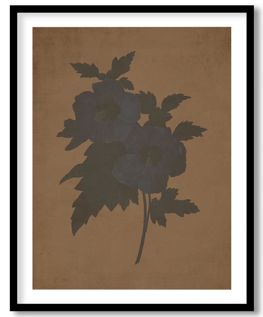 Hibiscus from Choix des plus belles fleurs - Walnut Pressed