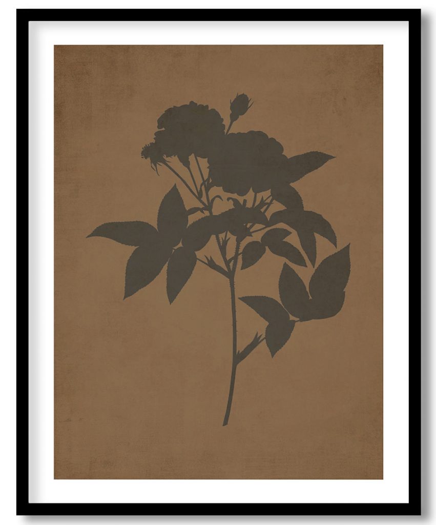 Rosa Gallica Purpurea Velutina Parva - Walnut Pressed