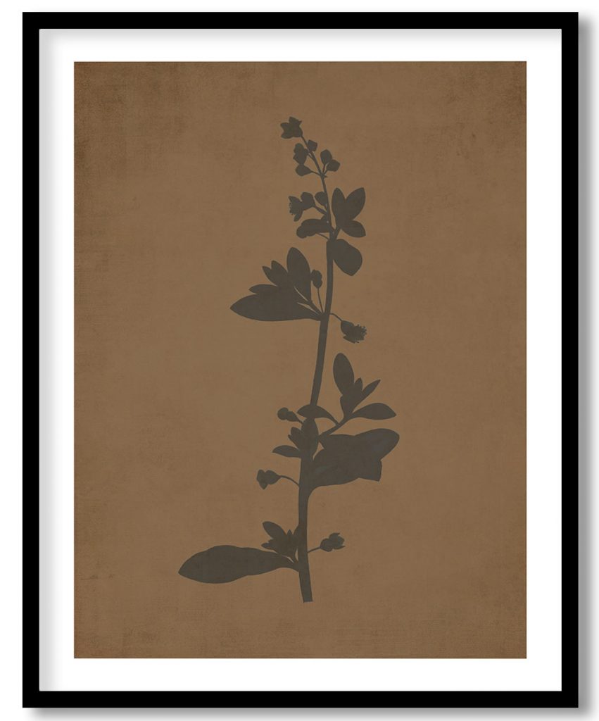 Hand drawn Tetragonia Decumbens (Dune Spinach) - Walnut Pressed