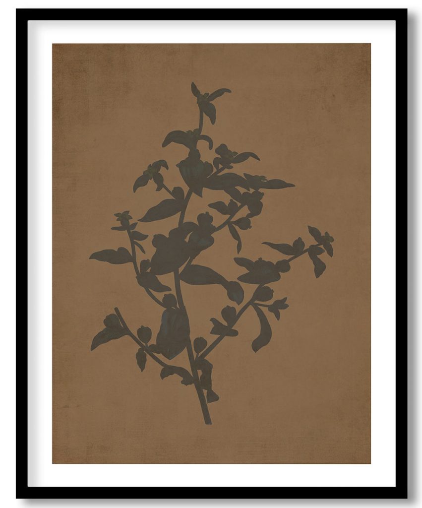 Hand drawn Tetragonia Crystallina (Diamond Tetragonia) - Walnut Pressed