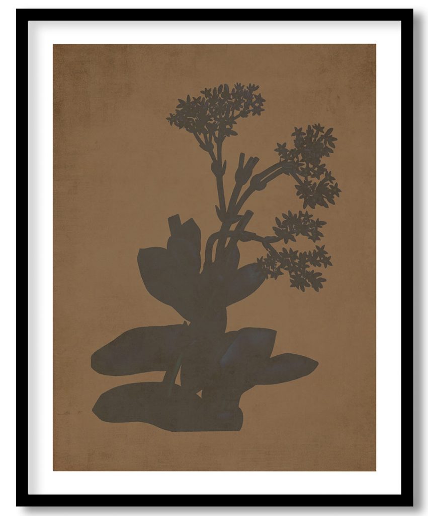 Hand drawn Rochea Falcata (Propeller Plant) - Walnut Pressed