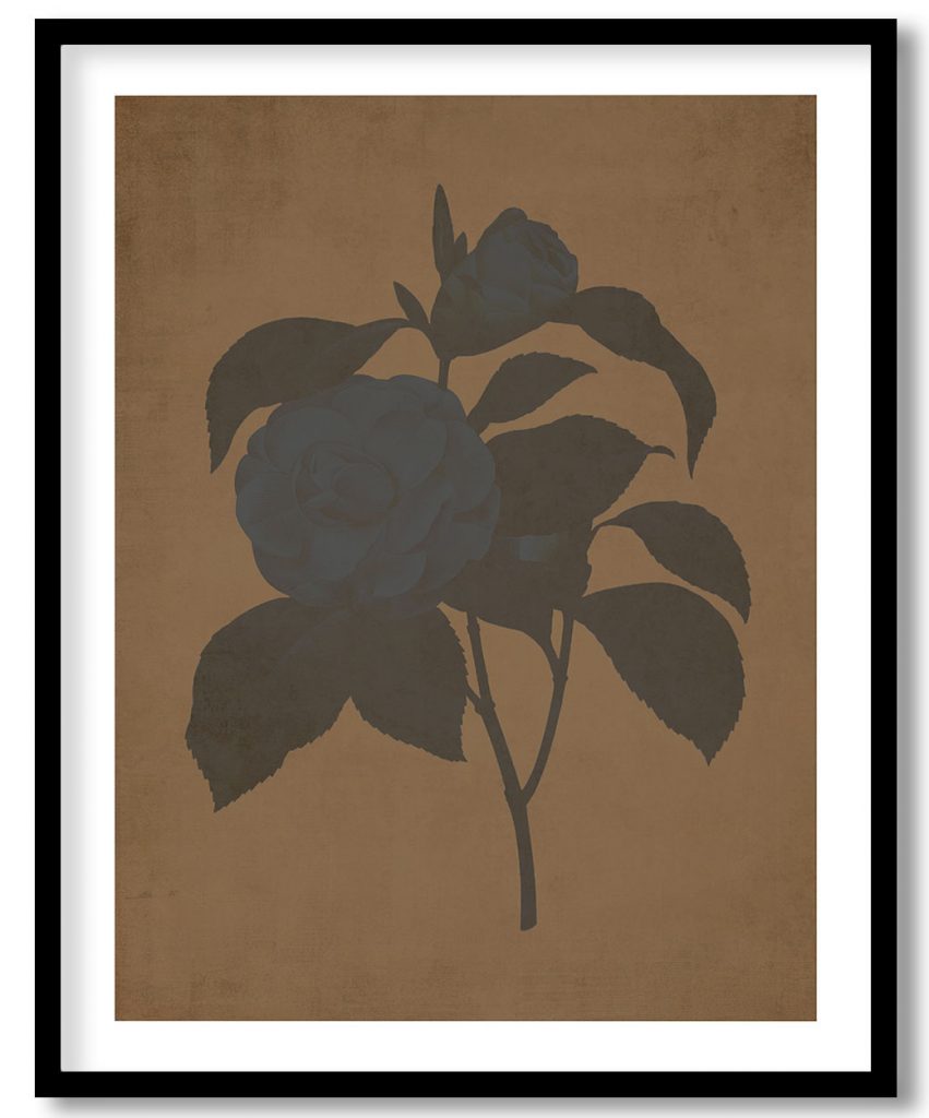 White Camellia flower vintage botanical - Walnut Pressed