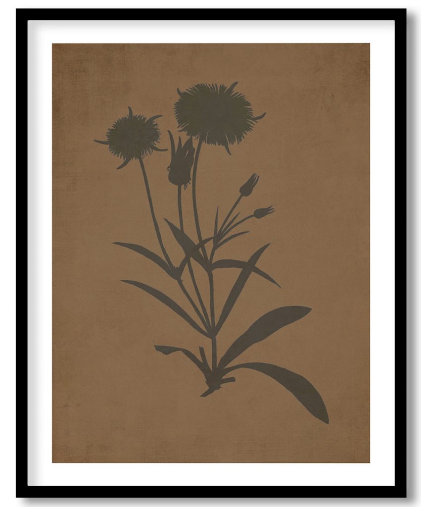 Hand drawn Mesembryanthemum Helianthoides (Spatula–leaved Fig Marigold) - Walnut Pressed
