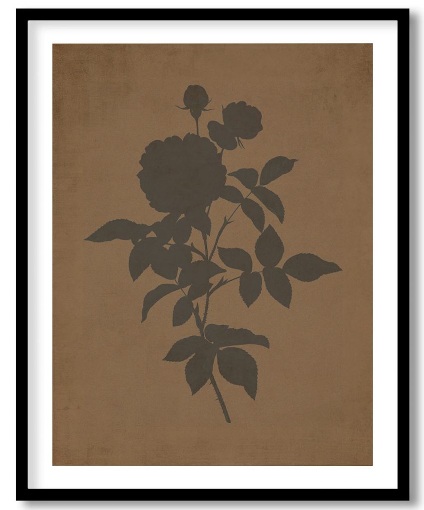 Guerin's Rose - Walnut Pressed