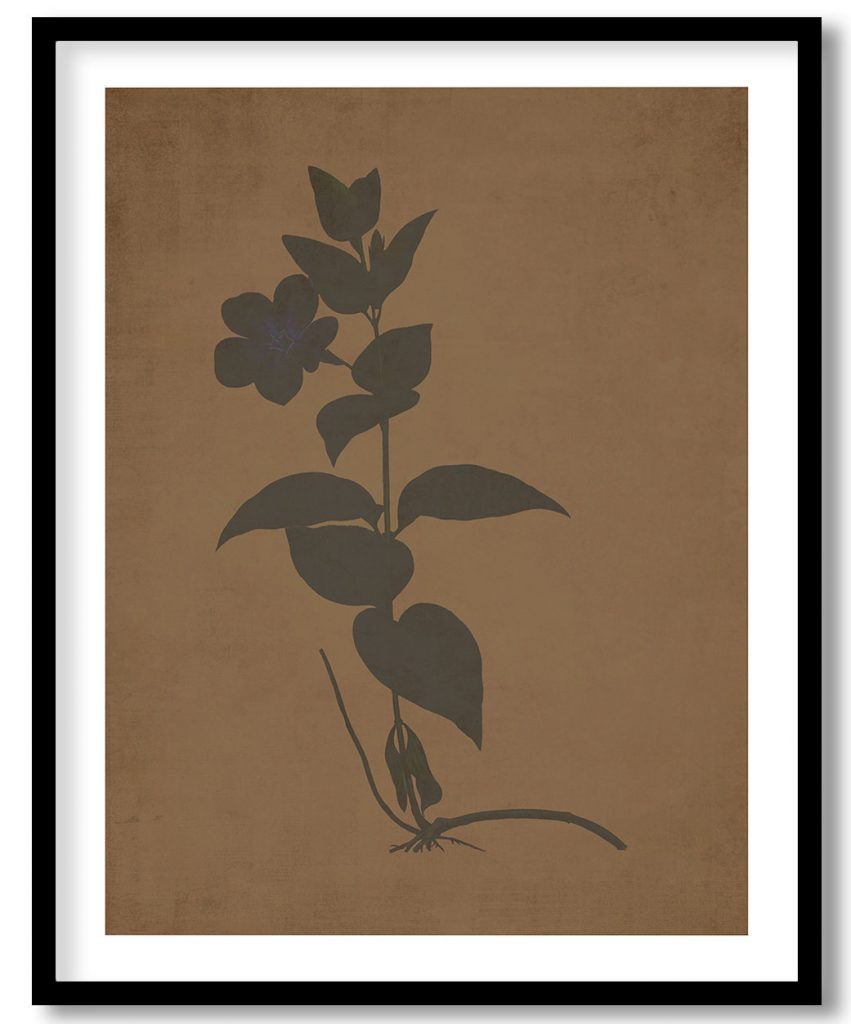 Greater periwinkle (Vinca major)  - Walnut Pressed
