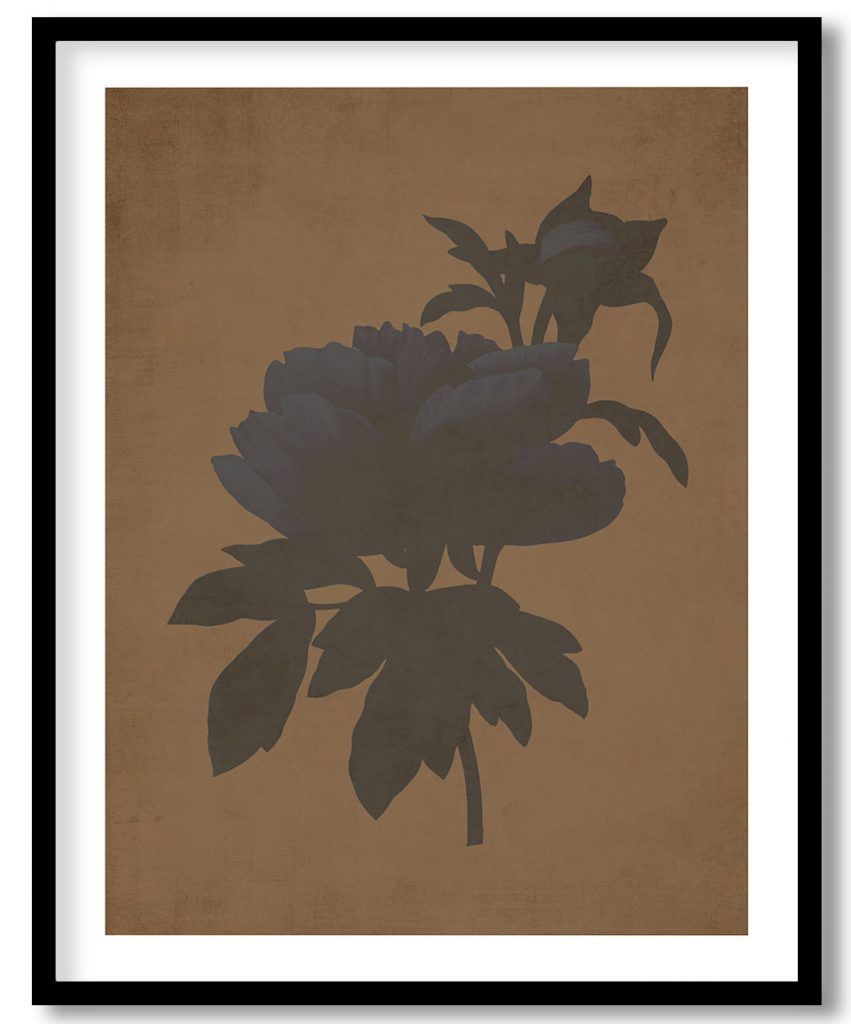 Vintage Peony flower botanical - Walnut Pressed