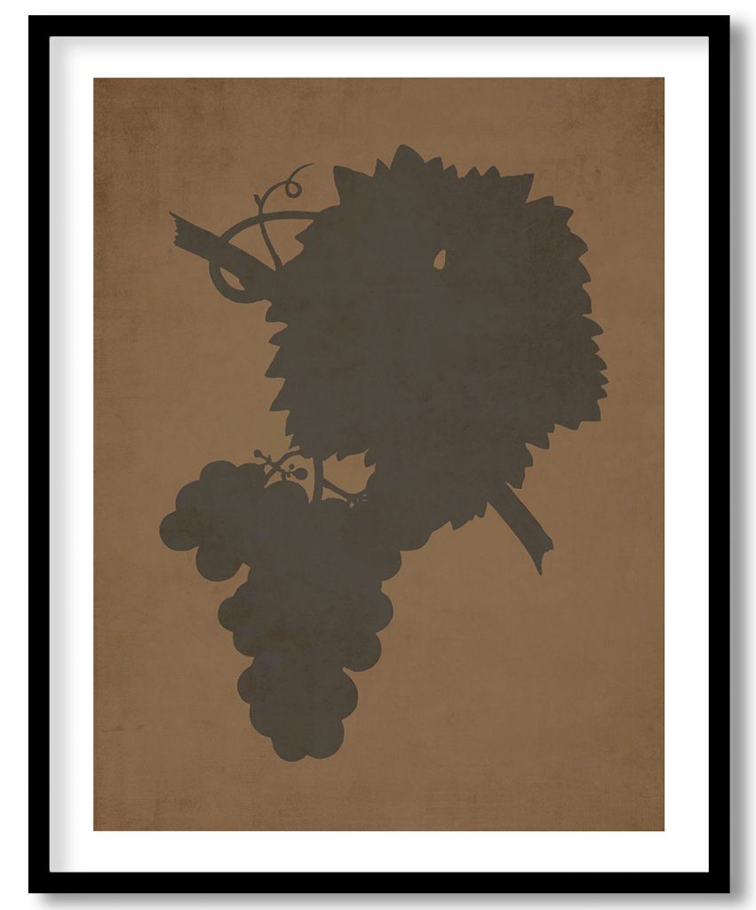 Grape vine, Vitis vinifera - Walnut Pressed