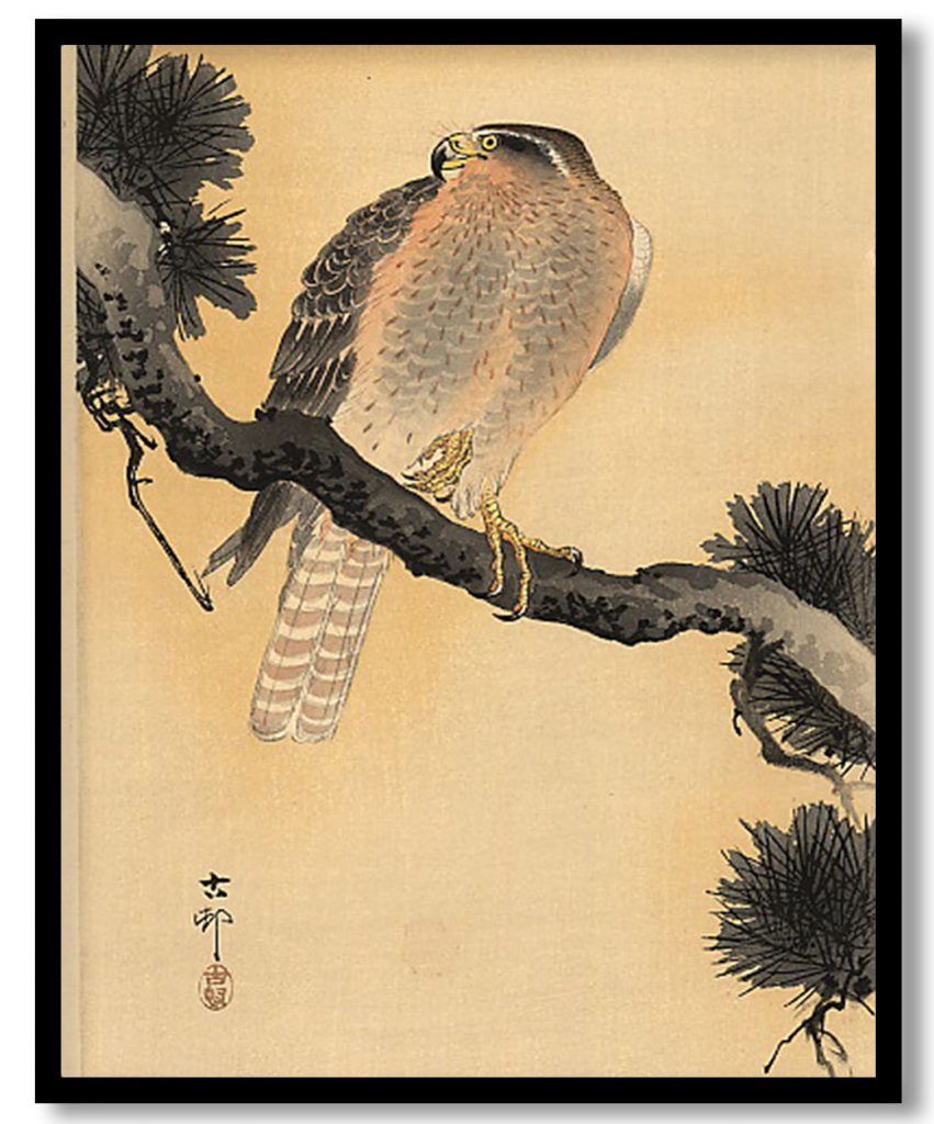 Falcon on a Branch by Ohara Koson (Date Unknown)