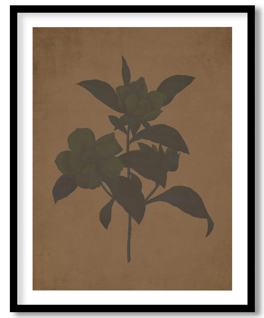 Golden guinea vine - Walnut Pressed