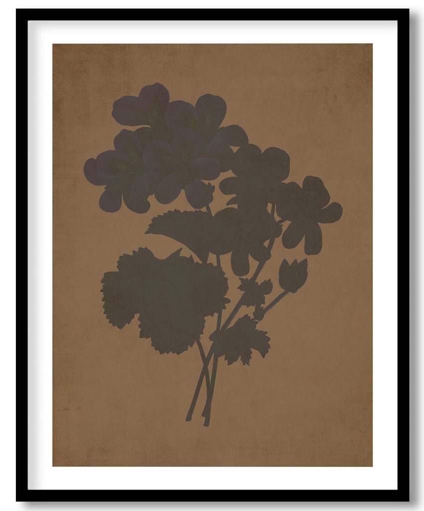 Geranium botanical - Walnut Pressed