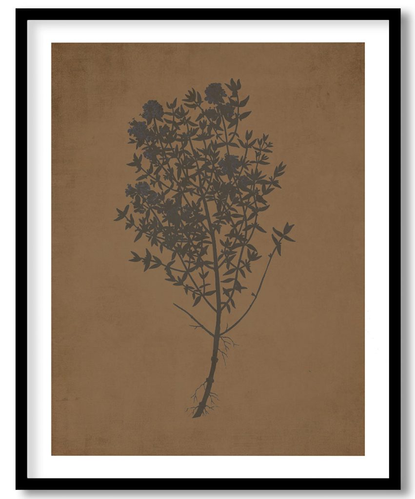 Garden thyme, Thymus vulgaris - Walnut Pressed