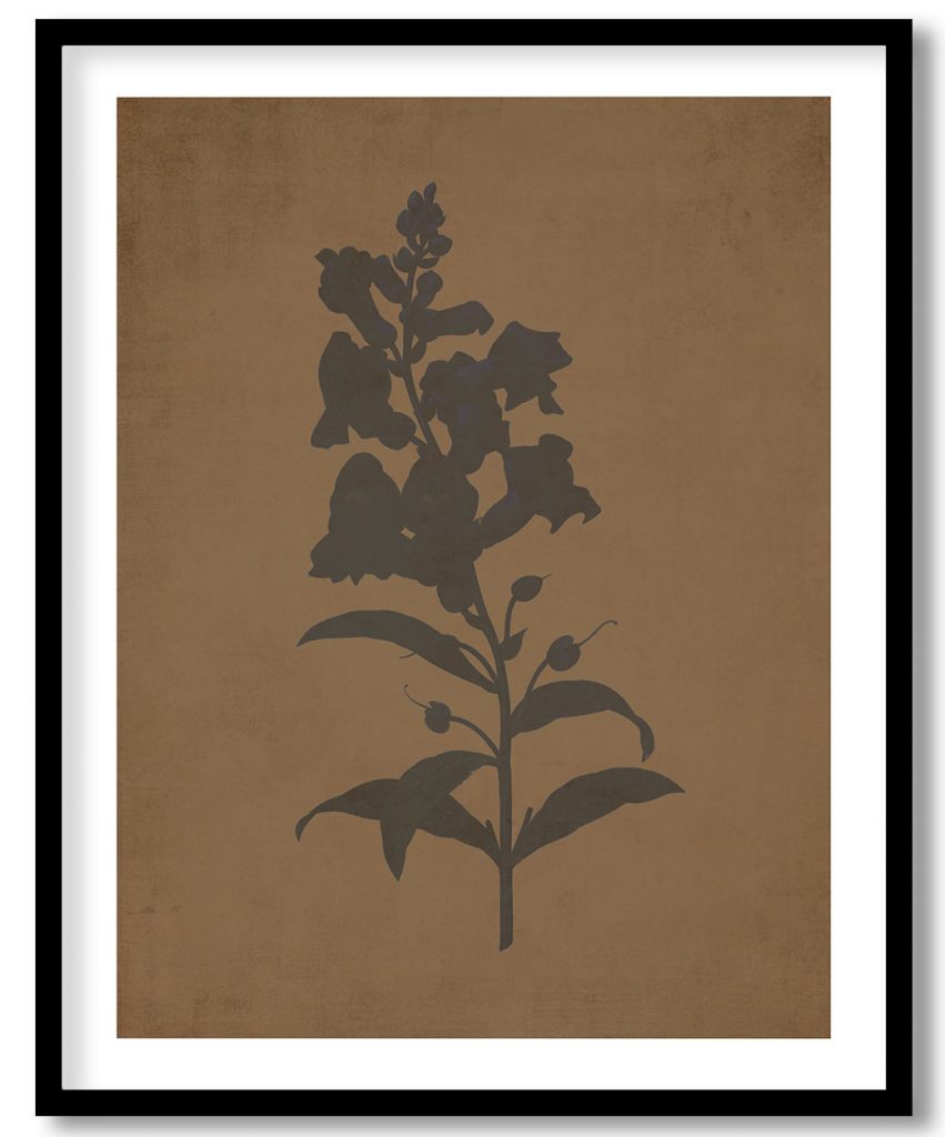 Anterinum flower botanical - Walnut Pressed