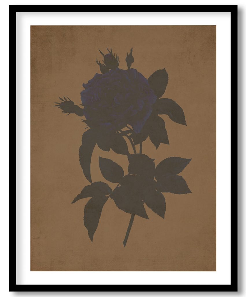 Gallic Rose - Walnut Pressed