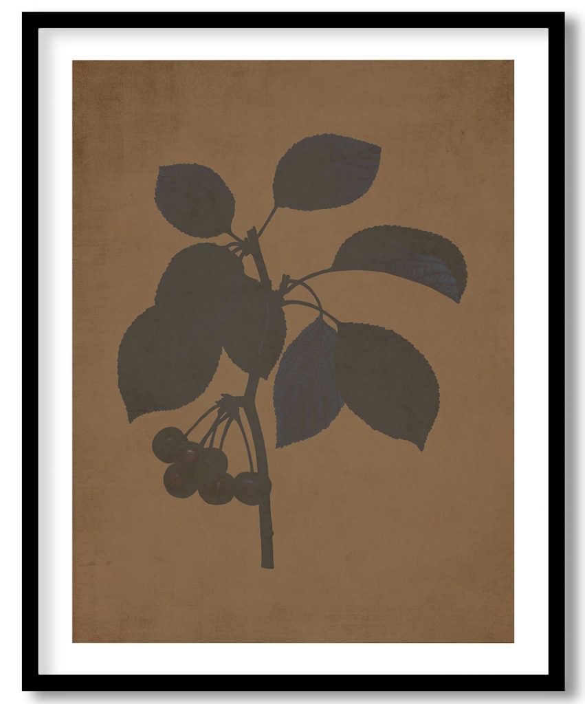 Fruit red berry - Walnut Pressed