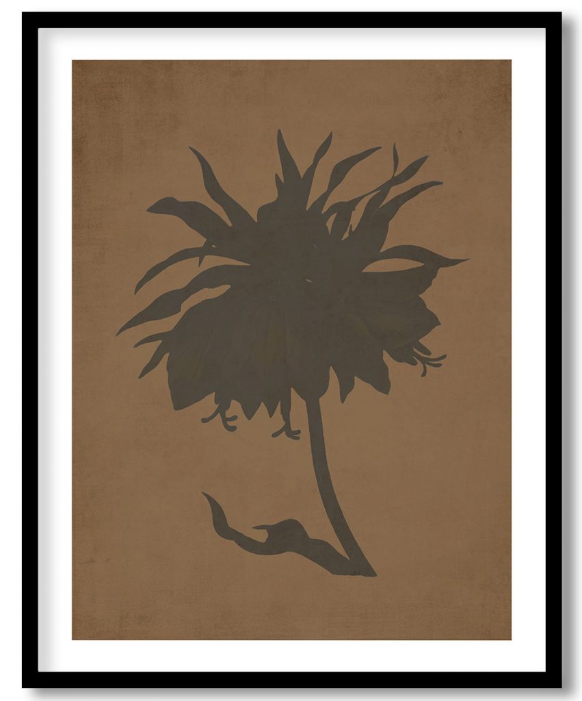 Fritillaire, Imperiale. Var. jaune - Walnut Pressed