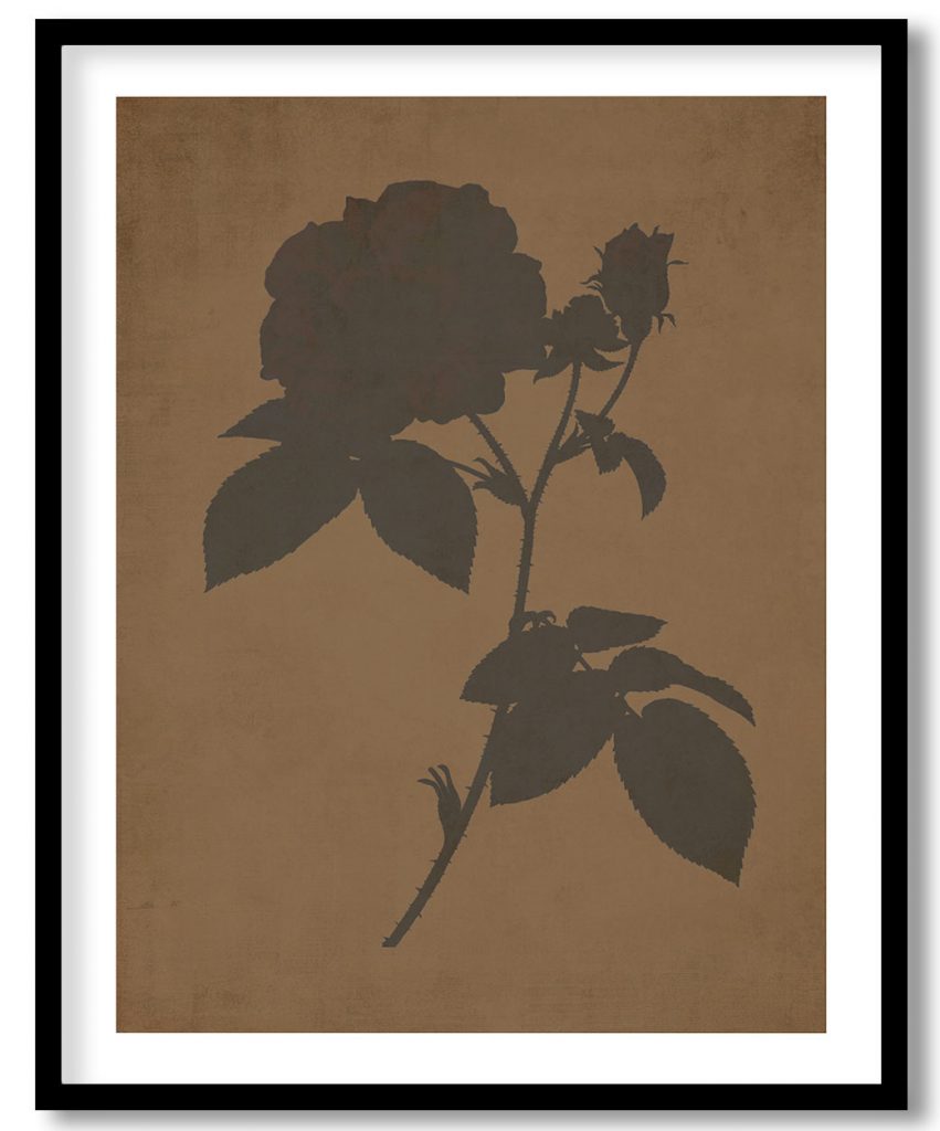 French rose (Rosa gallica) - Walnut Pressed