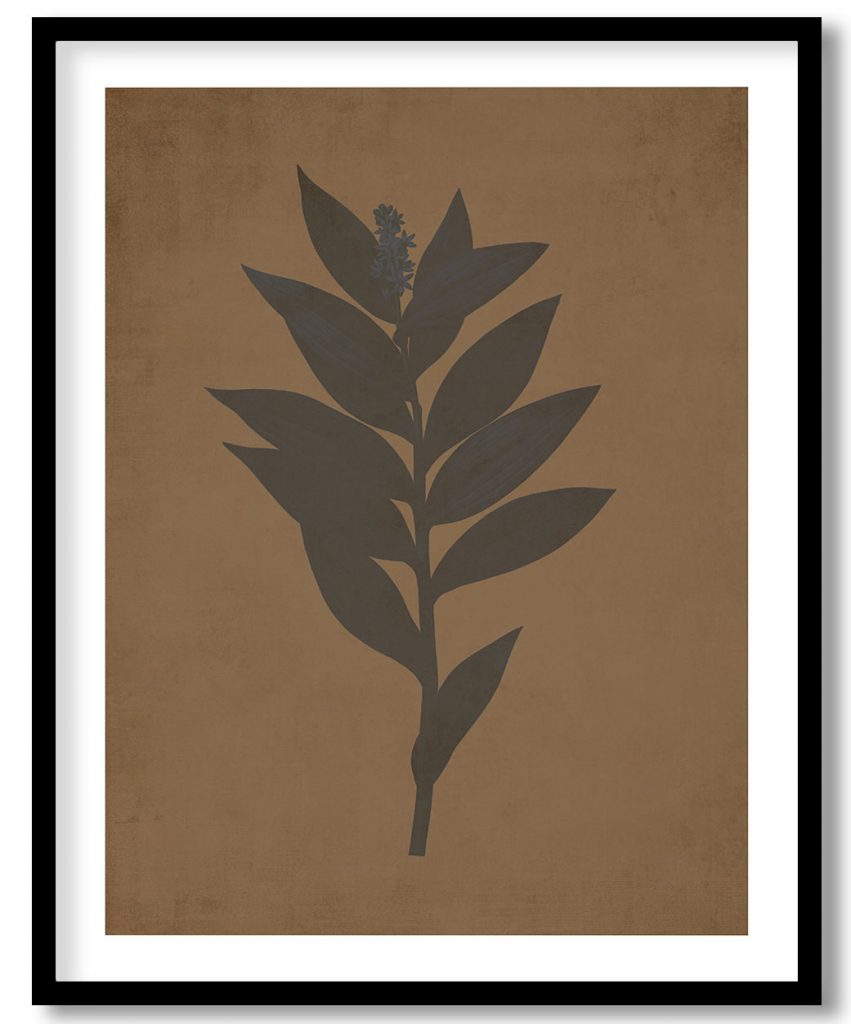 Smilacina stellata - Walnut Pressed