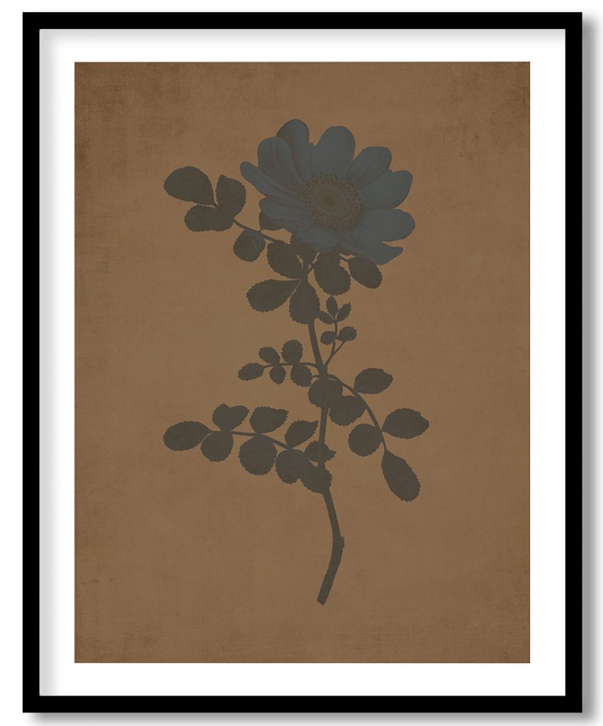 Flower #103 - Walnut Pressed