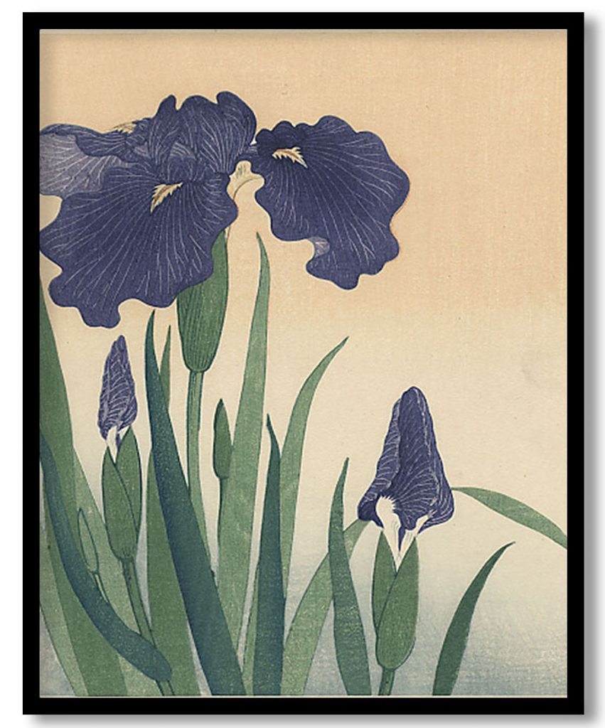Flowering iris by Ohara Koson (1934)