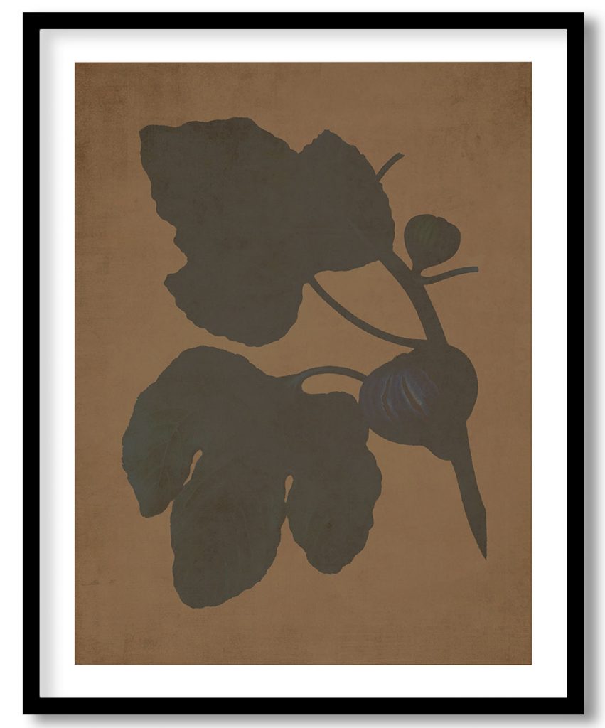 Figs (Ficus) - Walnut Pressed