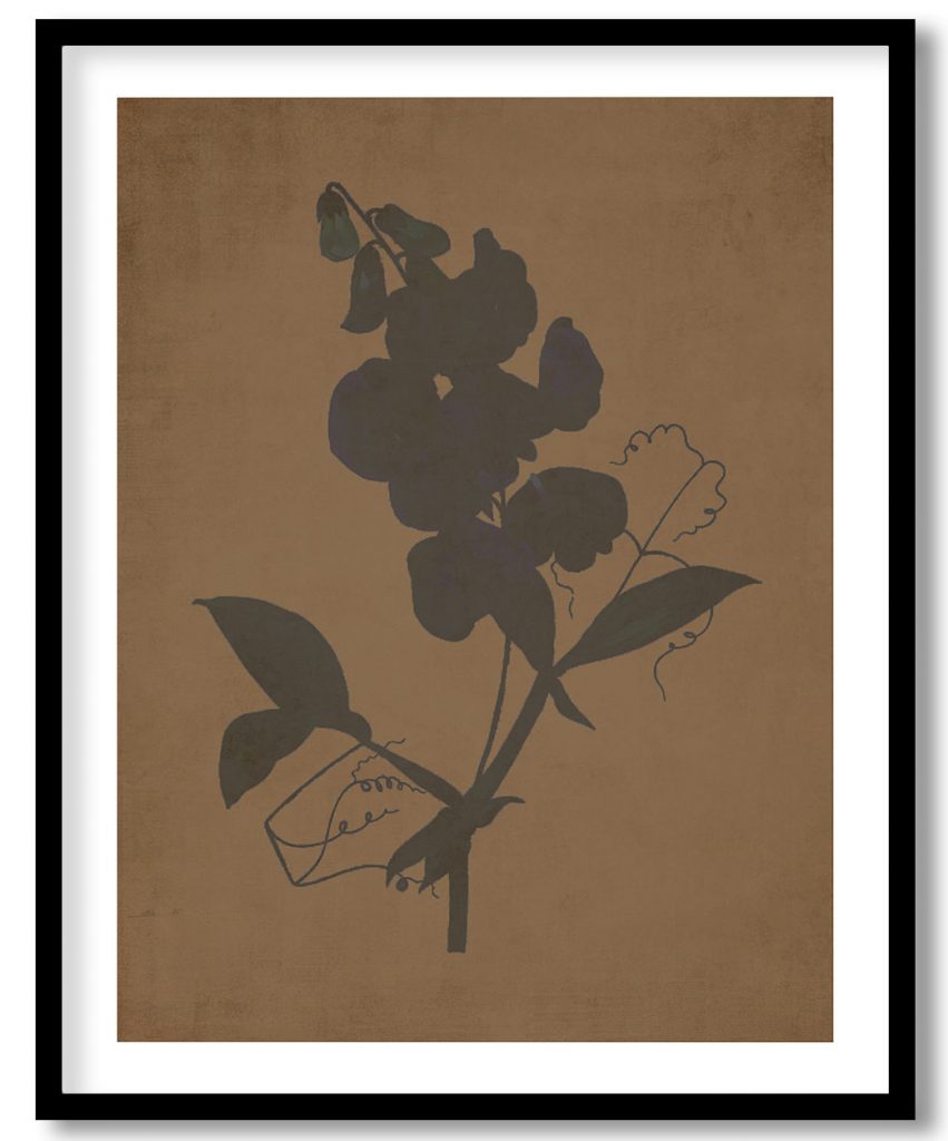 Everlasting Pea flower - Walnut Pressed