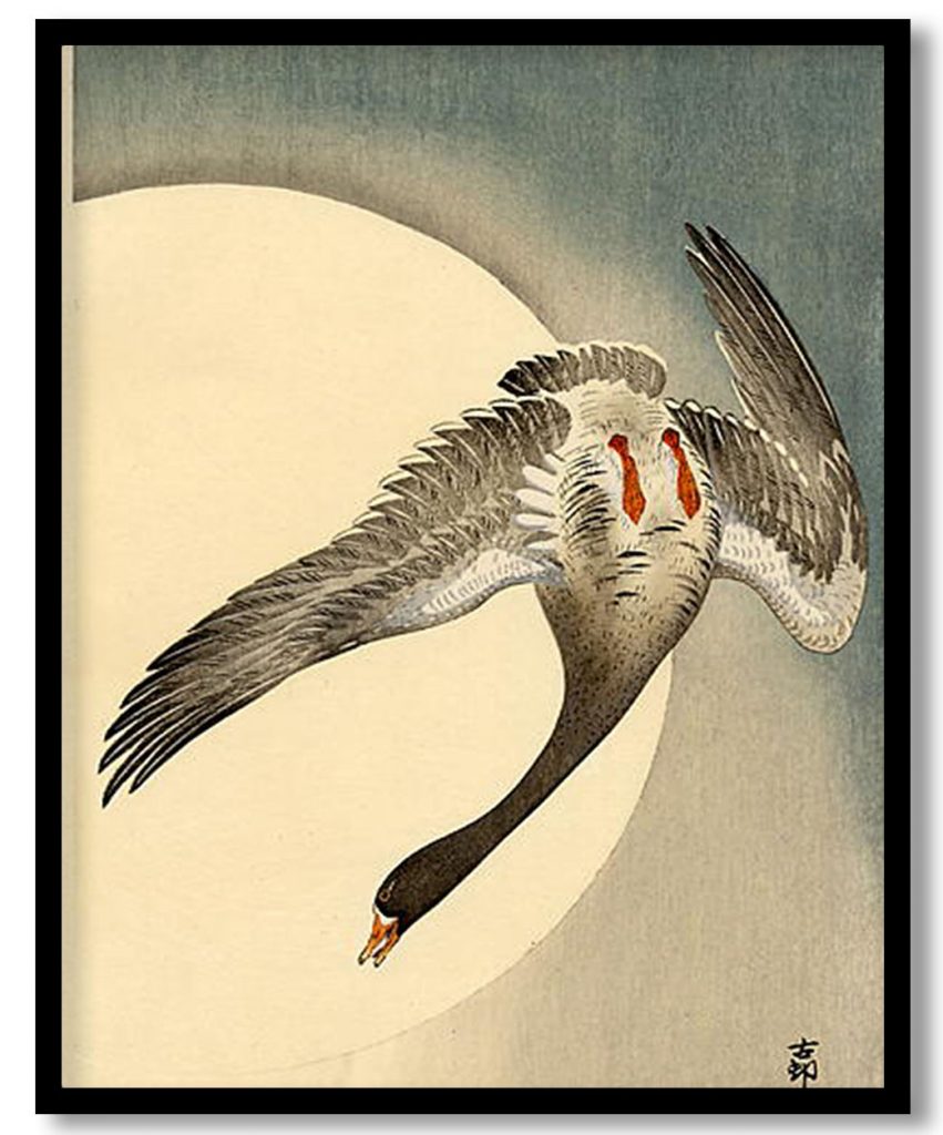 Flying white fronted goose seen from underneath in front of the moon by Ohara Koson (Date Unknown)