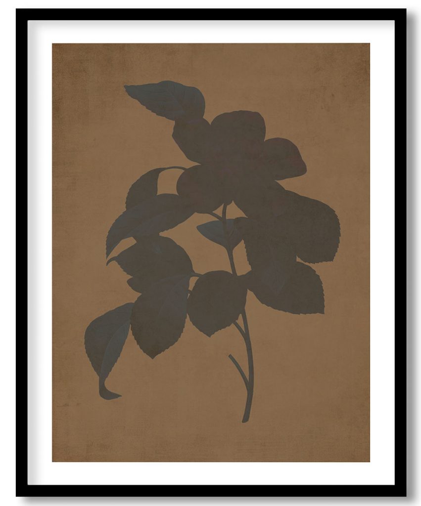 Red Anemone Camellia flower botanical - Walnut Pressed