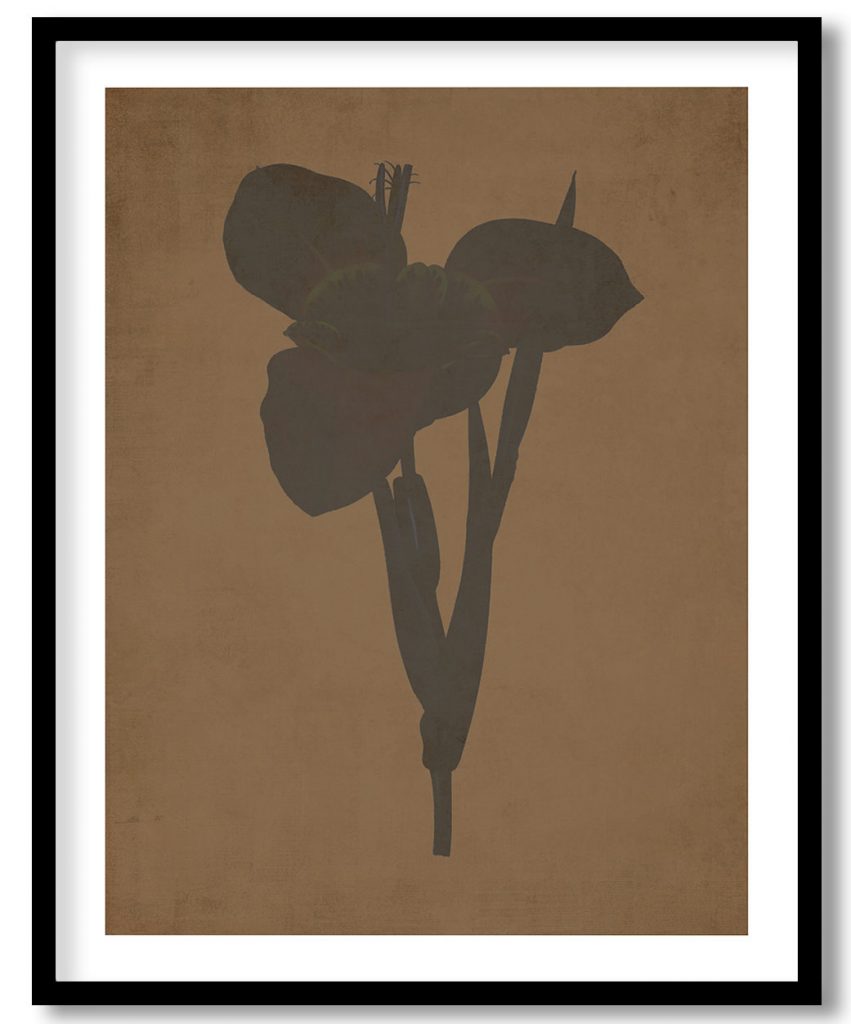 Mexican Shell flower botanical - Walnut Pressed