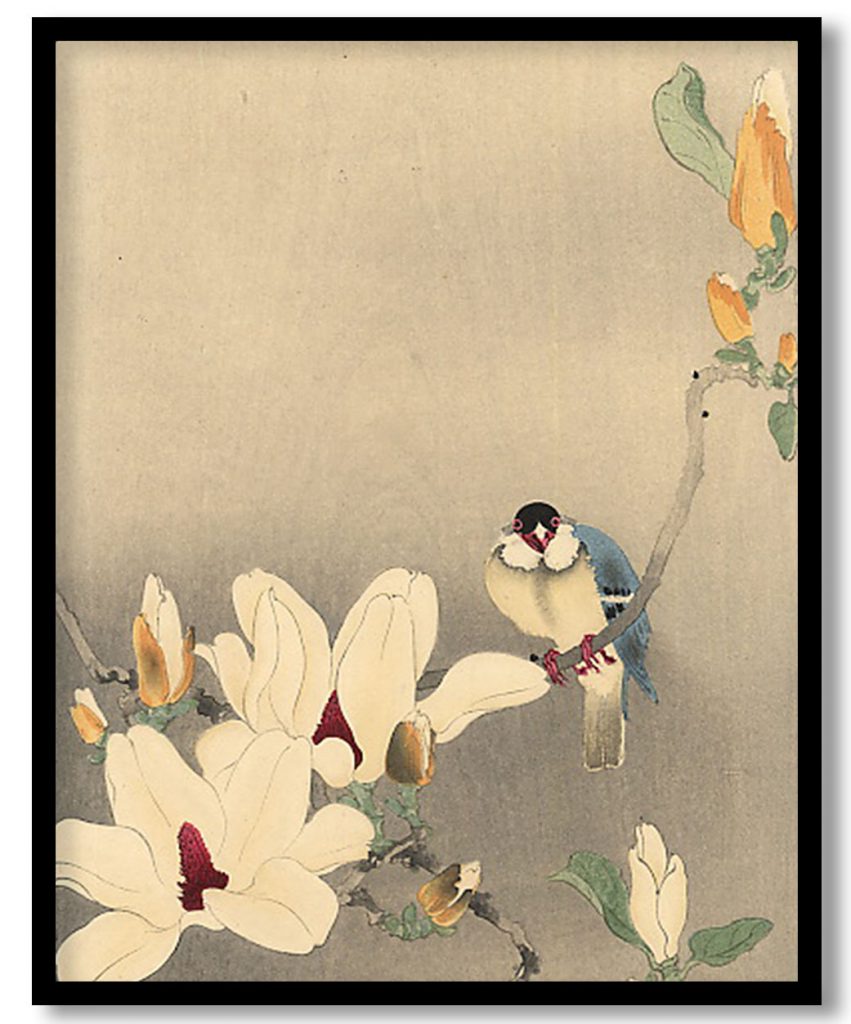 Blue Bird and Magnolia by Ohara Koson (Date Unknown)