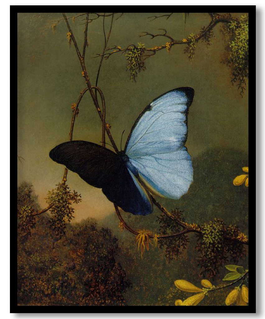 Blue Morpho Butterfly by Martin Johnson Heade (1865)