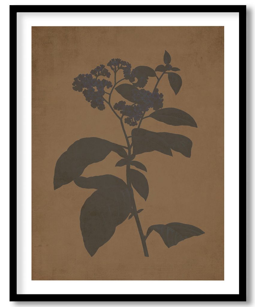 Forget me not flower vintage botanical - Walnut Pressed