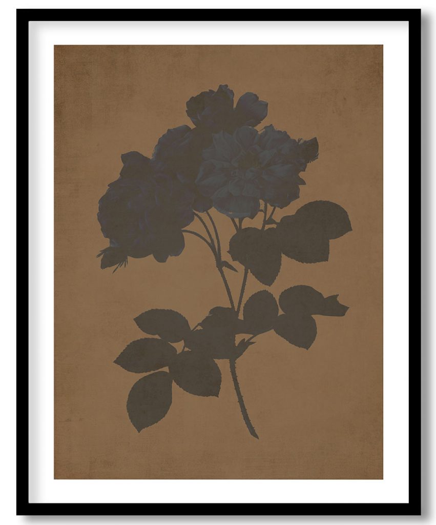 Rosier de Cels - Walnut Pressed